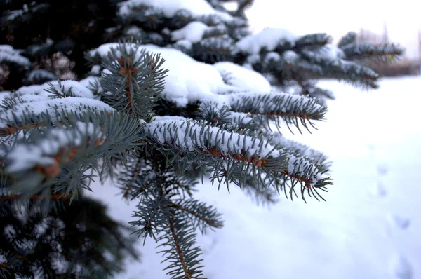 Sprig spruce winter — Stock Photo, Image