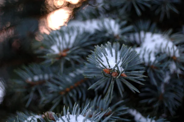 Kvist spruce vinter — Stockfoto