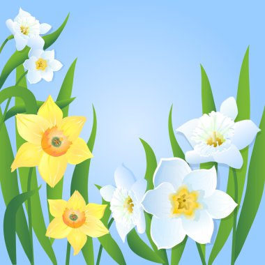 Postcard with Yellow and White Daffodils clipart