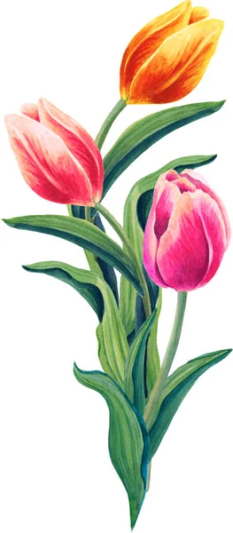 Bouquet de tulipes. Illustration florale aquarelle sur fond blanc. Printemps rouge, jaune, rose fleur réaliste et feuilles vertes. — Photo