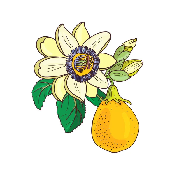 Tutkulu çiçek passiflora, beyaz arka planda tutkulu egzotik meyve. — Stok Vektör