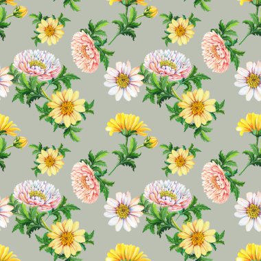 Gri yeşil arka planda suluboya kasımpatılar. Sarı, beyaz, pembe, yeşil yapraklar. Ummer, sonbahar çiçekli çizimler. Tekstil, kumaş, ambalaj kağıdı için botanik baskısı..