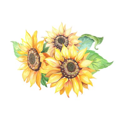 Yeşil yapraklı ayçiçeği. Beyaz arka planda Helianthus izolasyonu. Suluboya sarı çiçek.