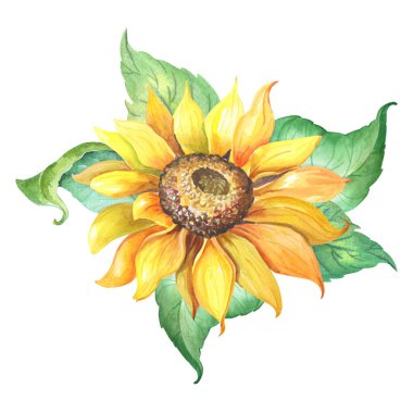 Yeşil yapraklı ayçiçeği. Beyaz arka planda Helianthus izolasyonu. Suluboya sarı çiçek.