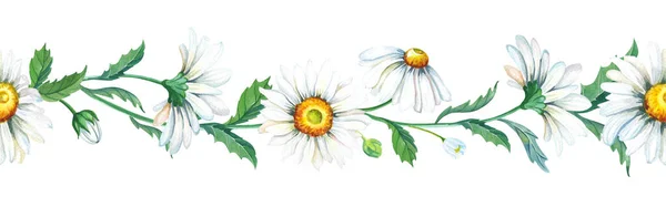 Kamilla zökkenőmentes határ.Akvarell virágok és levelek egy fehér háttér. — Stock Fotó