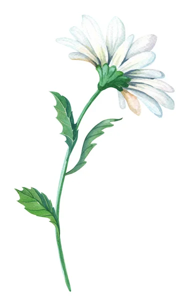 Camomille. Fleur de jardin pour la conception de décoration. Illustration florale aquarelle. Été — Photo