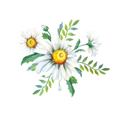 Bouquet of chamomile. Cute realistic flower for decoration design. Watercolor floral illustration.