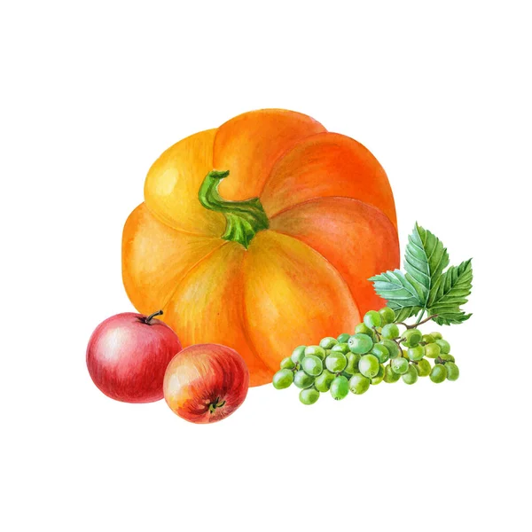 Calabaza naranja con manzanas rojas y uva verde. Ilustración de acuarela sobre fondo blanco. — Foto de Stock