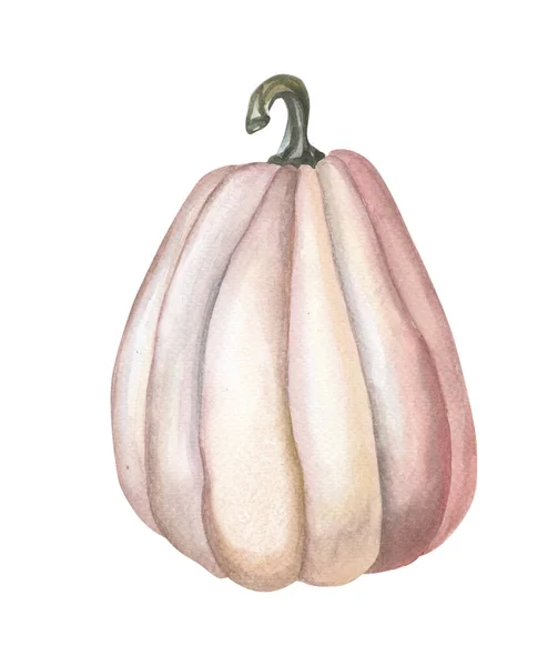 Watercolor red pumpkin. Watercolor illustration on white background.