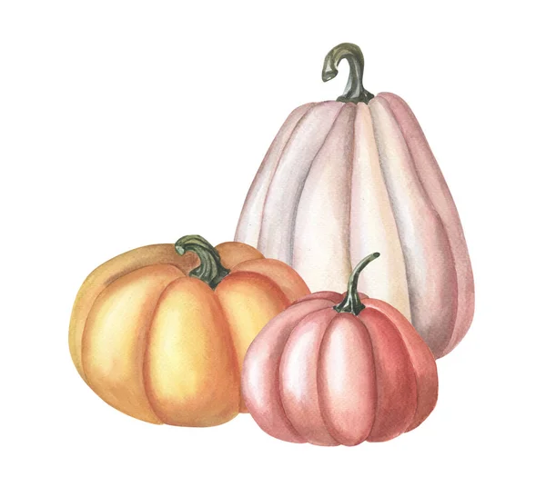 Acuarela calabaza roja. Ilustración en acuarela sobre fondo blanco. Grupo de hortalizas. —  Fotos de Stock