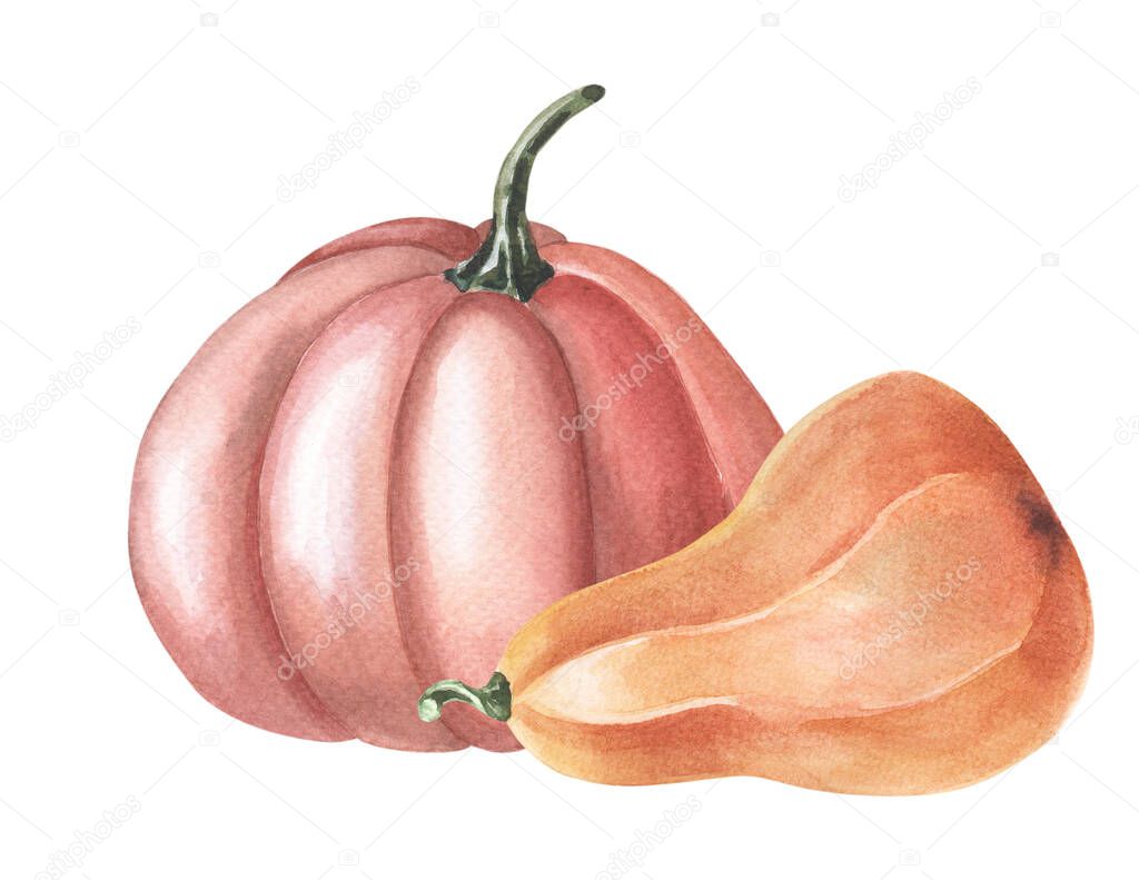 Watercolor red pumpkin. Autumn harvest. Watercolor illustration on white background. Thanksgiving Holiday. Group of vegetables. Fresh vegetarian food.Thanksgiving Holiday. Isolated hand drawn sketch.