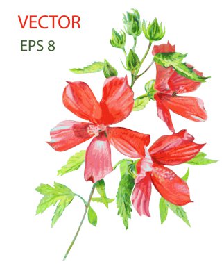 Güzel çiçek. Suluboya resim.