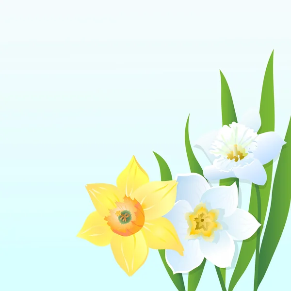 Narcisos — Vector de stock