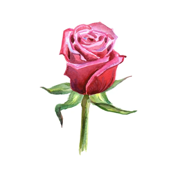 Acuarela Rosa — Vector de stock