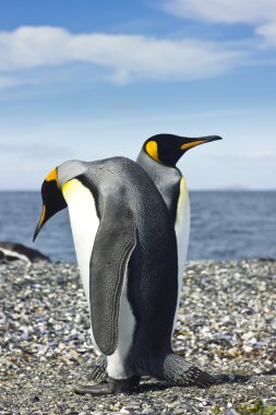 iki pinguins deniz kenarında Kral