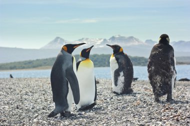 dört pinguins deniz kenarında Kral