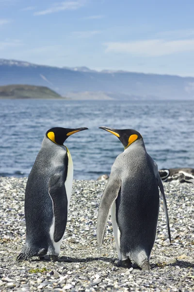 Два королевских пингвина у моря — стоковое фото