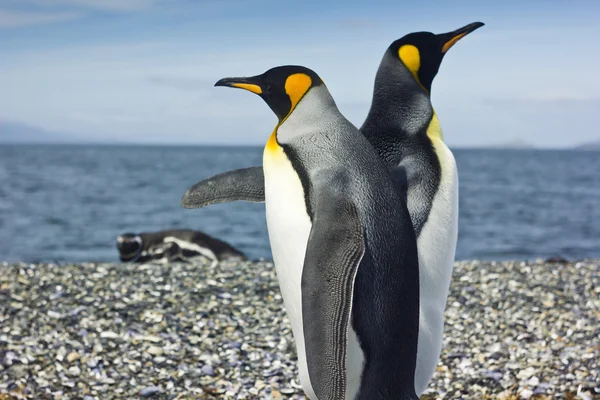 Twee koning pinguins in de buurt van de zee — Stockfoto