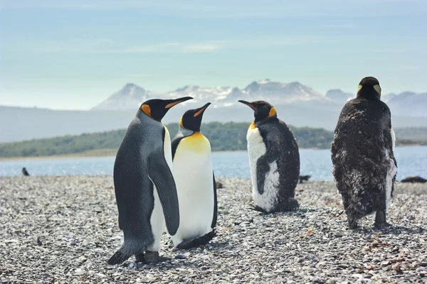 海の近くのペンギンを王 4 — ストック写真