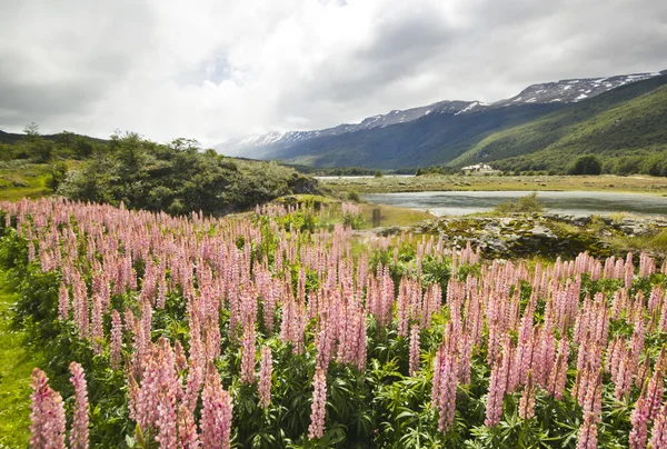 Gebied van lupine bloemen in Patagonië bergen — Stockfoto