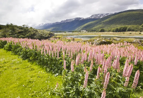 Pole vlčí květin v Patagonii horách — Stock fotografie