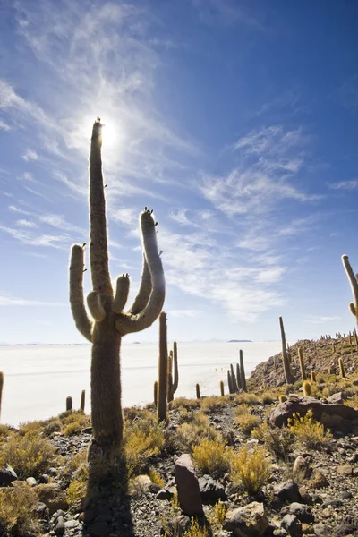 Gran cactus sobre salar de uyuni — Foto de Stock