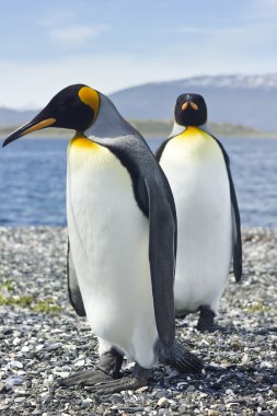 iki pinguins deniz kenarında Kral