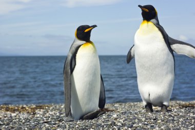 iki pinguins deniz kenarında Kral