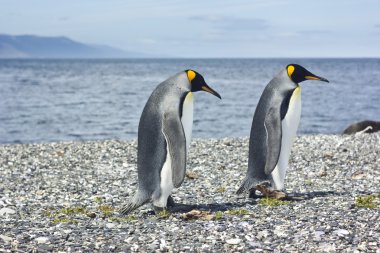 iki pinguins deniz kenarında Kral