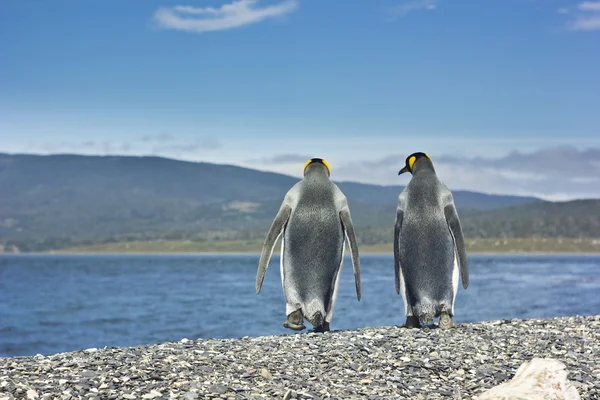 Twee koning pinguins in de buurt van zee gaan vormen van de camera — Stockfoto