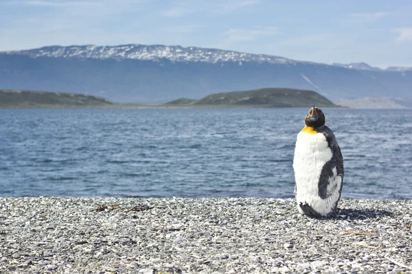Jonge koning pinguin in de buurt van de zee — Stockfoto