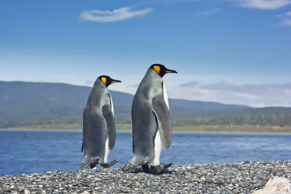 iki pinguins deniz kenarında Kral