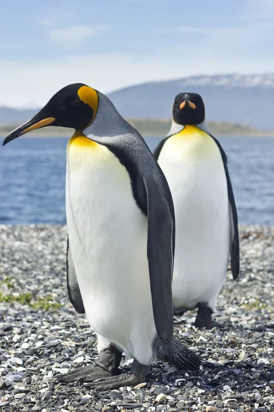Twee koning pinguins in de buurt van de zee Rechtenvrije Stockfoto's