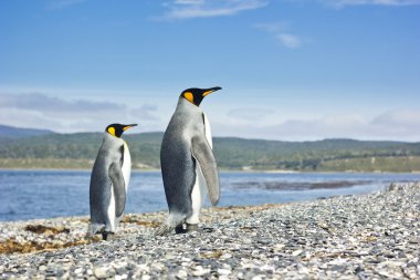 two king pinguins near sea going form the camera clipart