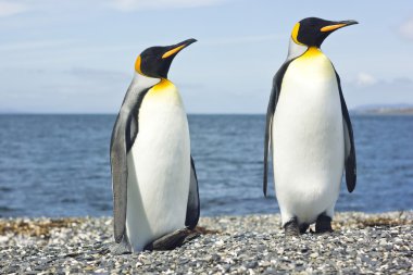 iki pinguins deniz kenarında Kral