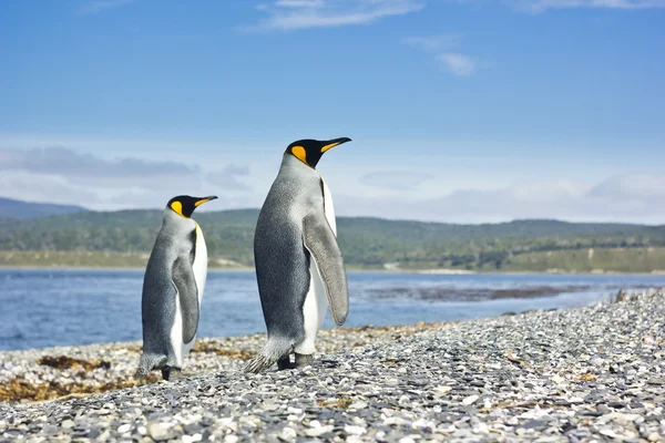 Twee koning pinguins in de buurt van zee gaan vormen van de camera — Stockfoto