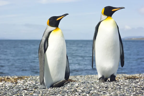 Twee koning pinguins in de buurt van de zee — Stockfoto