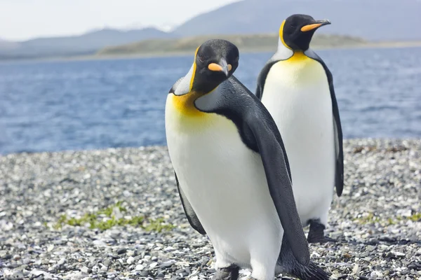 Два королевских пингвина у моря — стоковое фото