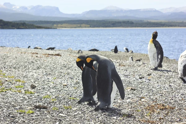 Koning pinguins in de buurt van de zee — Stockfoto