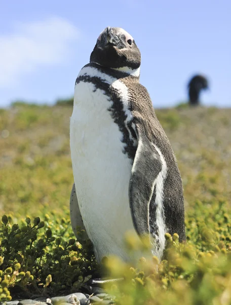 Magellanic penguin standing on green grass — стоковое фото