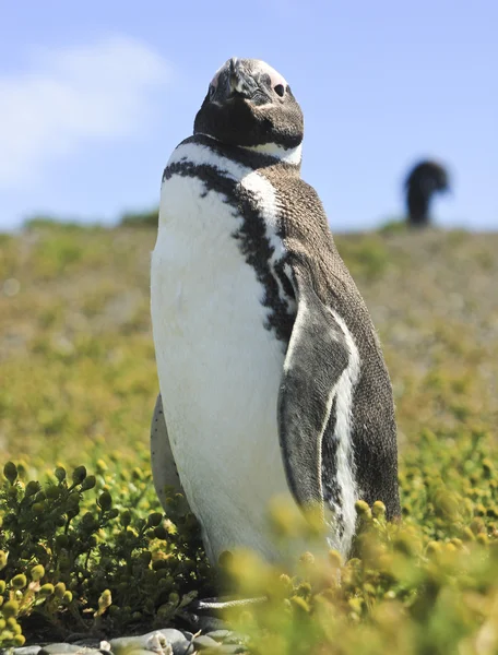 Magellanpinguin steht auf grünem Gras — Stockfoto