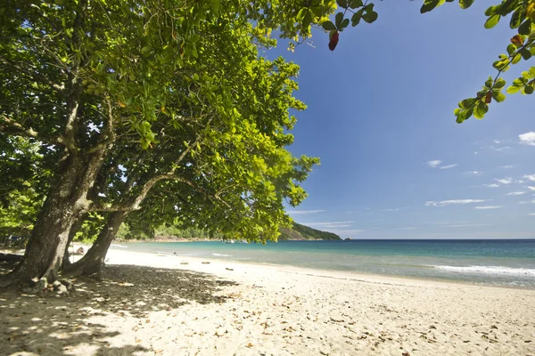 Velký strom na pláži s bílým pískem a modrou vodou — Stock fotografie