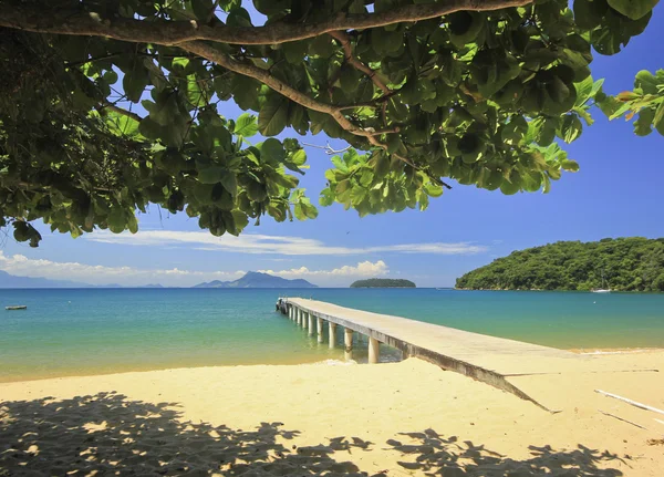 Dermaga di pantai laut dengan air hijau dan pohon di atas — Stok Foto