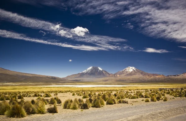 Postre de hierba en Bolivia cerca del volcán Sajama, montañas cubiertas de nieve — Foto de Stock