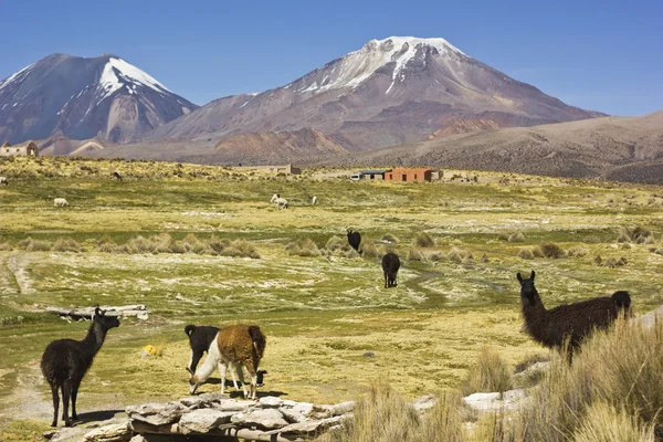 Lamas de pie y mirando cerca del volcán Sajama en Bolivia — Foto de Stock