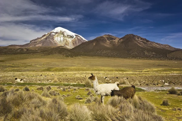 Lamas de pie y mirando cerca del volcán Sajama en Bolivia — Foto de Stock