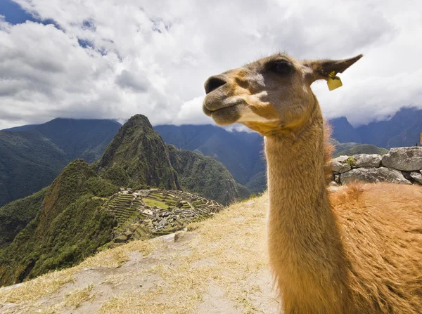 Retrato de lama en machu-picchu, perú — Foto de Stock