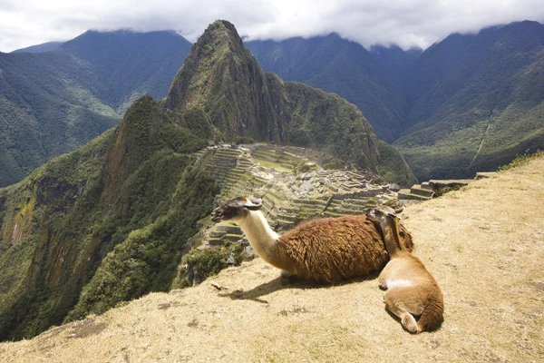 Retrato de dos lamas tumbados en machu-picchu, perú — Foto de Stock