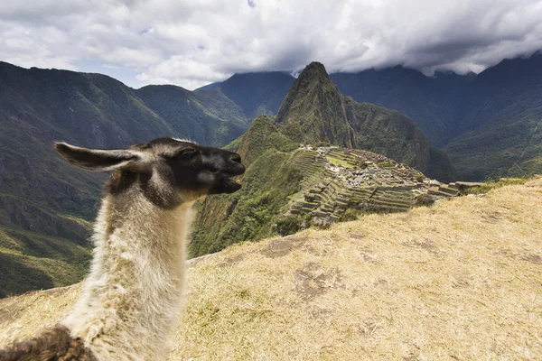 Retrato de lama en machu-picchu, perú — Foto de Stock