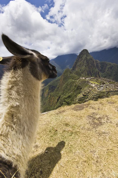 Retrato de lama en machu-picchu, perú — Foto de Stock